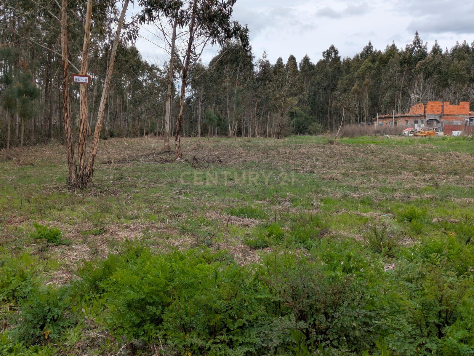 Terreno Agroflorestal em Oliveira do Bairro - 15.000€ - Image 4